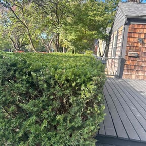 Bush Trimming by PJ's Lawn Service reviewed on November 20, 2025