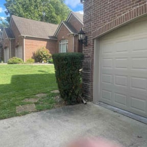 Bush Trimming by MPV Landscaping reviewed on August 16, 2025