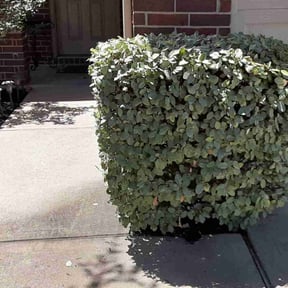 Bush Trimming by Escobedo Lawn service reviewed on August 20, 2025