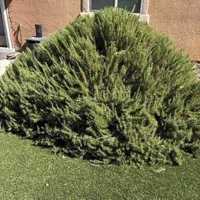Bush Trimming by Las Tortugas LLC reviewed on August 25, 2026