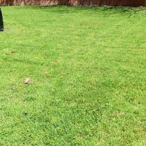 yard work by LCG Groundskeeping, LLC reviewed on August 20, 2025