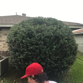 Bush Trimming by Dream Holloway Lawn Care reviewed on August 20, 2025