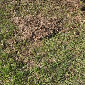 Leaf Removal by RGM ,LANDSCAPING reviewed on June 26, 2026