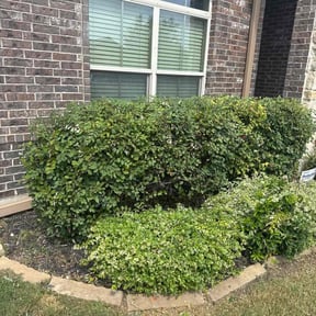 Bush Trimming by Otto lawnmower reviewed on December 20, 2022