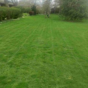 yard maintenance by Trip reviewed on August 15, 2025