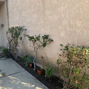 Bush Trimming by Dapper Landscapes reviewed on August 22, 2024