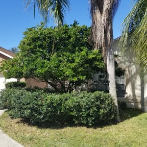 Bush Trimming by First Class Lawn reviewed on August 18, 2025