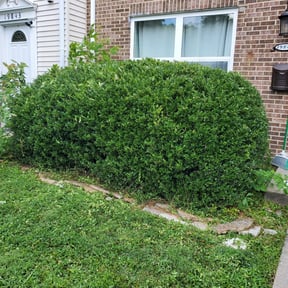 Bush Trimming by JP Landscape reviewed on August 16, 2025