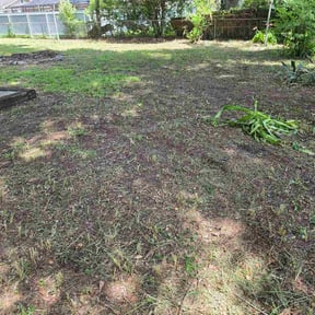 Leaf Removal by Growing tree llc reviewed on June 18, 2026