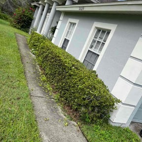 Bush Trimming by Wemow-Austin reviewed on November 24, 2025