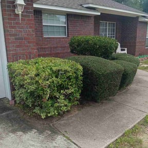 Bush Trimming by E&D landscaping reviewed on August 19, 2025