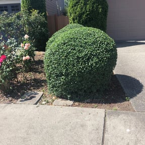 Bush Trimming by Lybrand's Lawn Maintenance reviewed on August 19, 2025