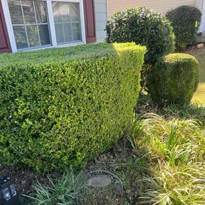 Bush Trimming by New Surroundings reviewed on November 8, 2025