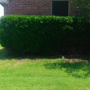 Bush Trimming by Matts Landscaping reviewed on May 7, 2025