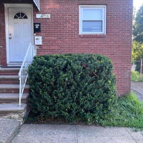 Bush Trimming by Bbth reviewed on February 16, 2026