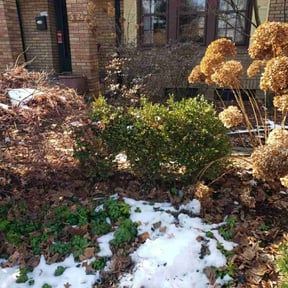 Bush Trimming by Chris Lippens Home Services, LLC reviewed on December 11, 2025