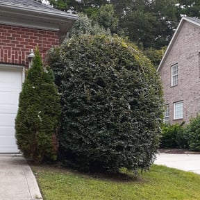 Bush Trimming by Supreme Home Services reviewed on August 16, 2025