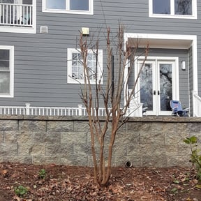 Bush Trimming by M&g lawncare reviewed on August 15, 2025