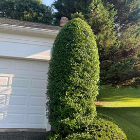 Bush Trimming by Jam Solution reviewed on July 15, 2026