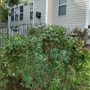 Bush Trimming by Chris Lippens Home Services, LLC reviewed on August 20, 2025