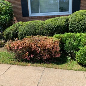 Bush Trimming by English and sons landscaping reviewed on August 15, 2025