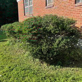 Bush Trimming by Nates Lawn Service reviewed on August 18, 2025
