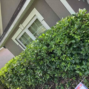 Bush Trimming by STØDDARD LAWN CARE reviewed on August 24, 2026