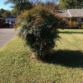 Bush Trimming by Spa gardens landscape reviewed on August 21, 2025