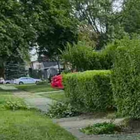 Bush Trimming by ABLE Landscaping reviewed on November 22, 2025