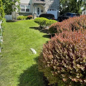 landscape maintenance by Ryan Lawn Co. reviewed on August 17, 2025