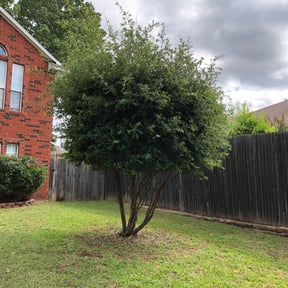 Bush Trimming by Kassa decor reviewed on August 20, 2025