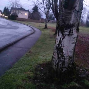 Leaf Removal by BLC3 LLC / Turf Guys reviewed on August 17, 2025