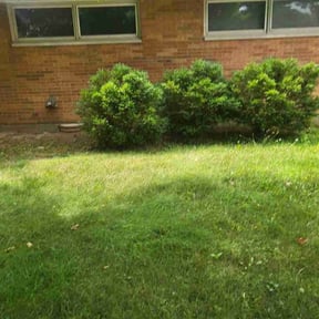 Bush Trimming by Full throttle lawn care reviewed on August 16, 2025