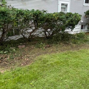 Bush Trimming by Tolene Lawncare llc reviewed on August 15, 2026
