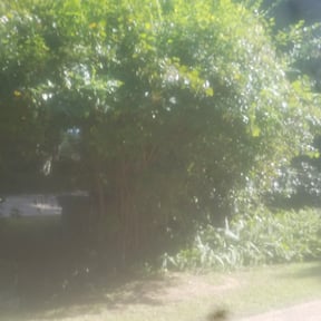 Bush Trimming by National preservation and REO services reviewed on August 20, 2025