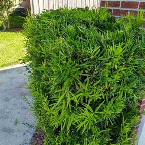 Bush Trimming by A Plus Lawn care reviewed on August 18, 2025
