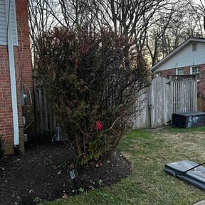 Bush Trimming by Danny's lawn service reviewed on August 18, 2025