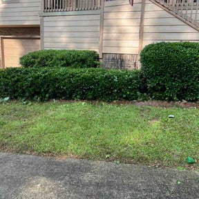 Bush Trimming by Fresh Cut reviewed on July 17, 2026