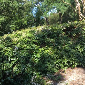 Bush Trimming by Pro Green Landscape L L C reviewed on August 18, 2025