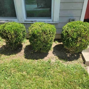 Bush Trimming by Ines lawnscaping reviewed on August 16, 2025