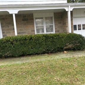 Bush Trimming by Texas Services SA reviewed on October 23, 2025