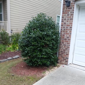 Bush Trimming by Debbie Does It LLC reviewed on August 20, 2025