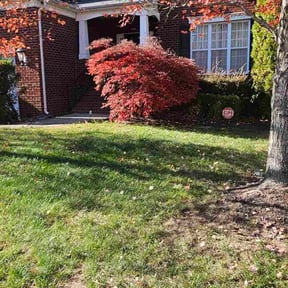 Leaf Removal by Pamelalawn reviewed on November 18, 2025