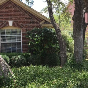 Bush Trimming by Giron Tree Services LLC reviewed on August 16, 2025