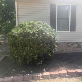 Bush Trimming by R. J. Leon’s Lawn Service LLC reviewed on July 12, 2026