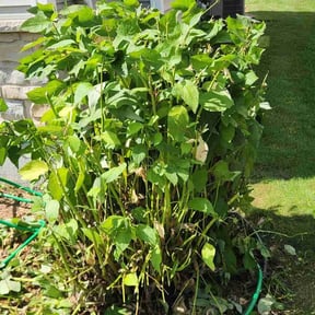 Bush Trimming by Evan&#039;s Lawncare reviewed on August 2, 2025