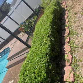 Bush Trimming by FRL Landscaping reviewed on August 16, 2025