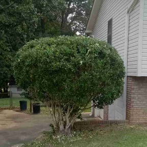 Bush Trimming by Penneys landscape reviewed on November 9, 2025