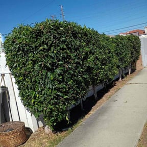 Bush Trimming by Lopez Property Services Inc. reviewed on December 2, 2025