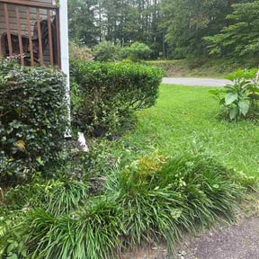Bush Trimming by Hill and valley landscape and lawn reviewed on June 19, 2026